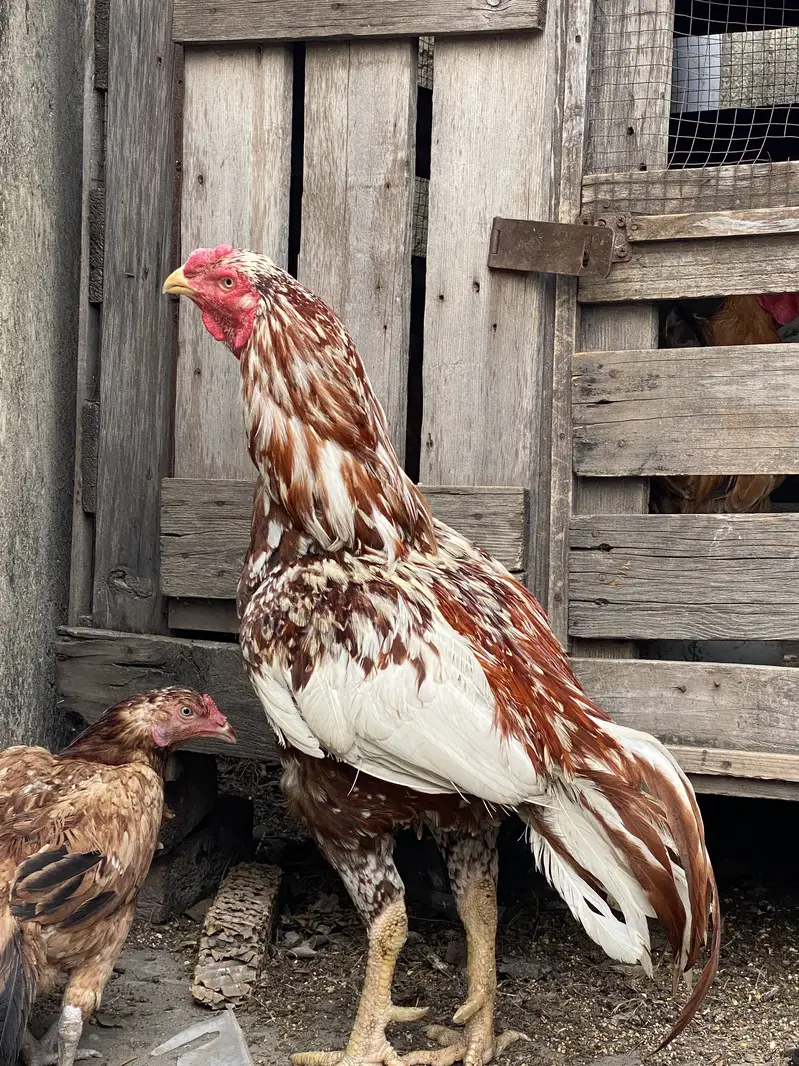 Aseel / patha / Murga / murgha / breeder / male — photo 5