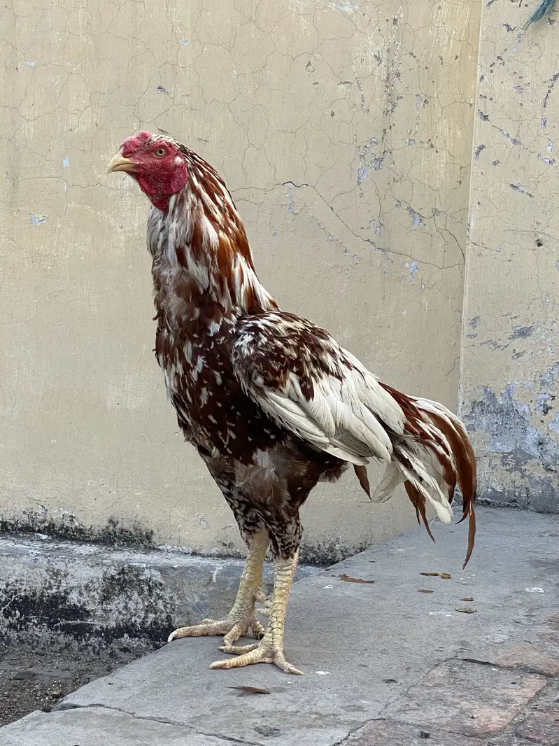 Aseel / patha / Murga / murgha / breeder / male — photo 6