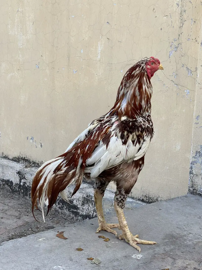 Aseel / patha / Murga / murgha / breeder / male — photo 7