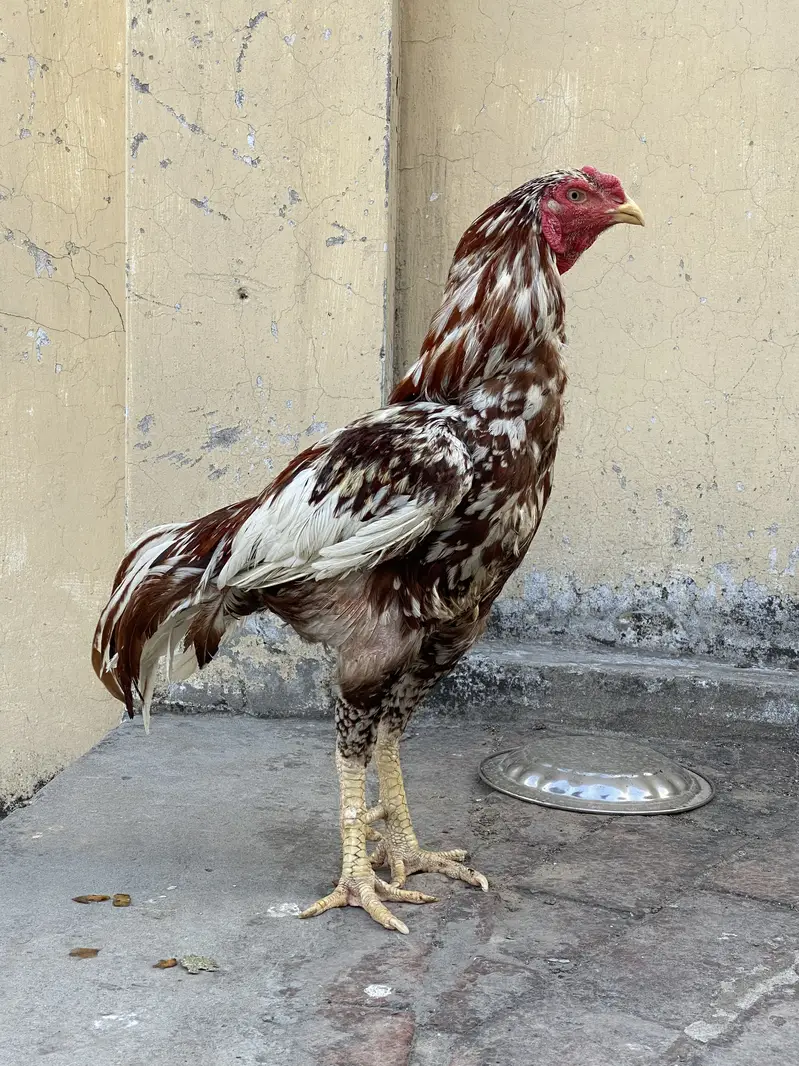 Aseel / patha / Murga / murgha / breeder / male — photo 8