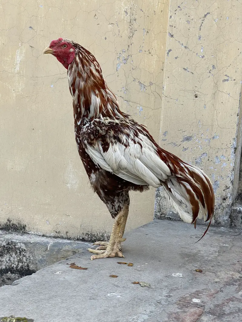 Aseel / patha / Murga / murgha / breeder / male — photo 9