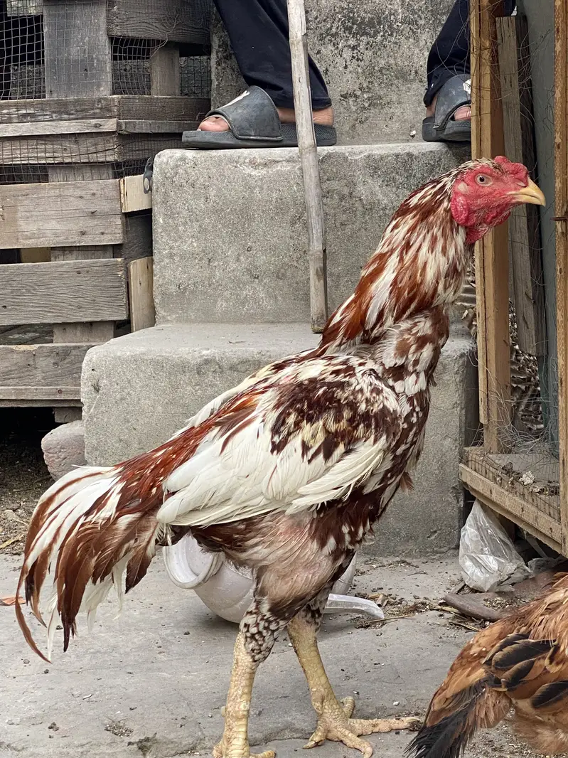 Aseel / patha / Murga / murgha / breeder / male — photo 10