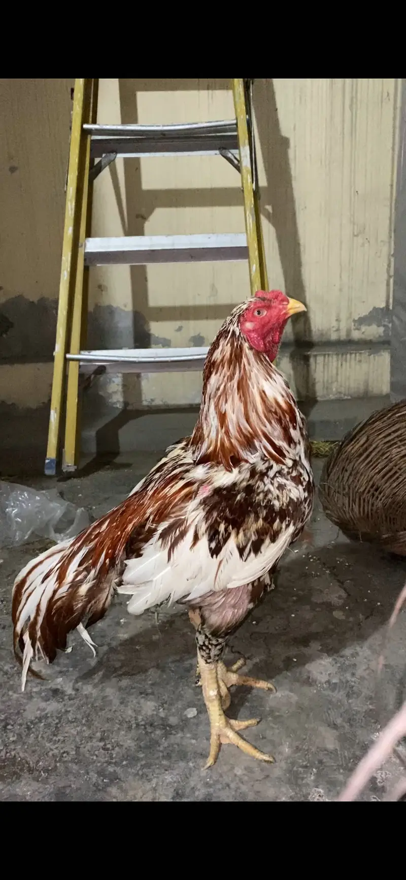 Aseel / patha / Murga / murgha / breeder / male — photo 11