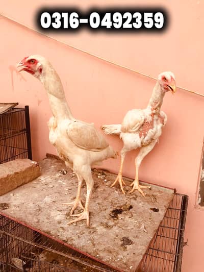 Shamo Cross Heera Hens | Heera Murgi | Egg Laying Heera Female