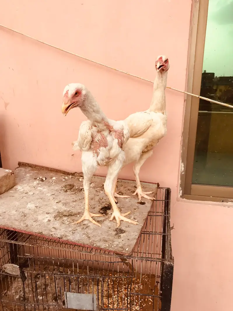 Shamo Cross Heera Hens | Heera Murgi | Egg Laying Heera Female — photo 2
