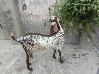 Makhi chini got