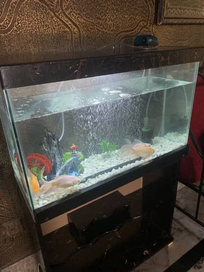 2.5ft Fish Aquarium