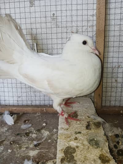 American white pigeon