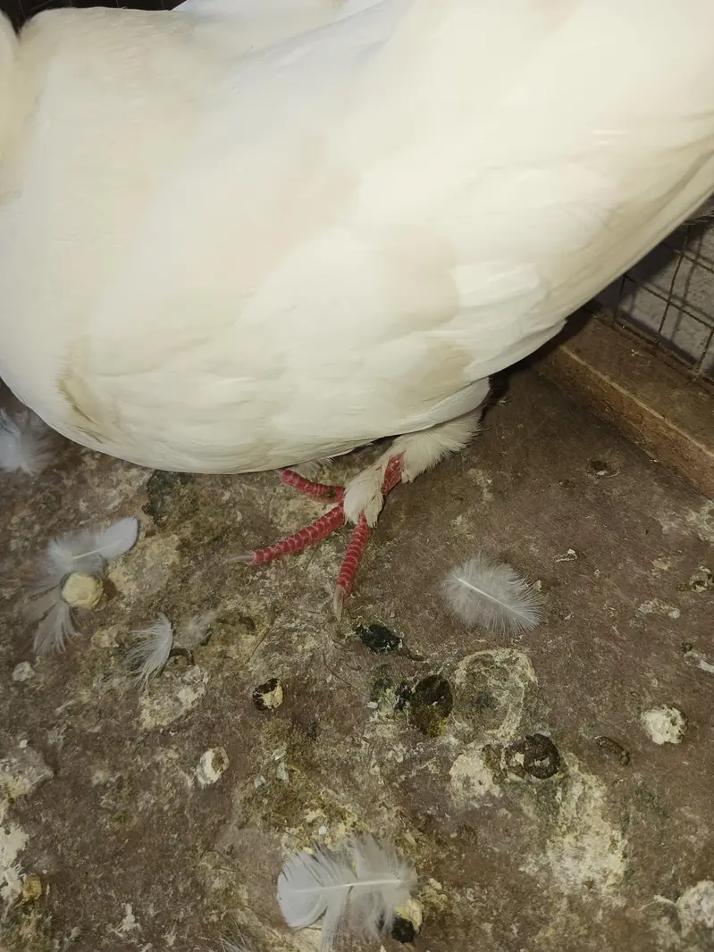 American white pigeon — photo 2