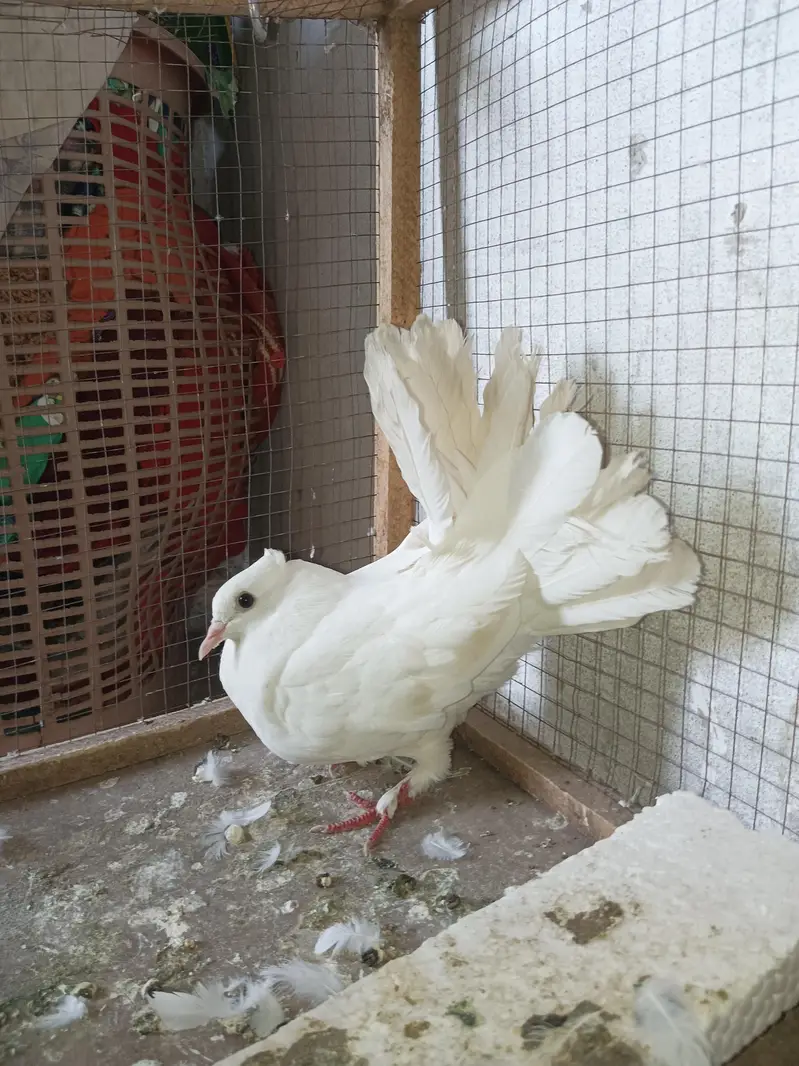 American white pigeon — photo 3