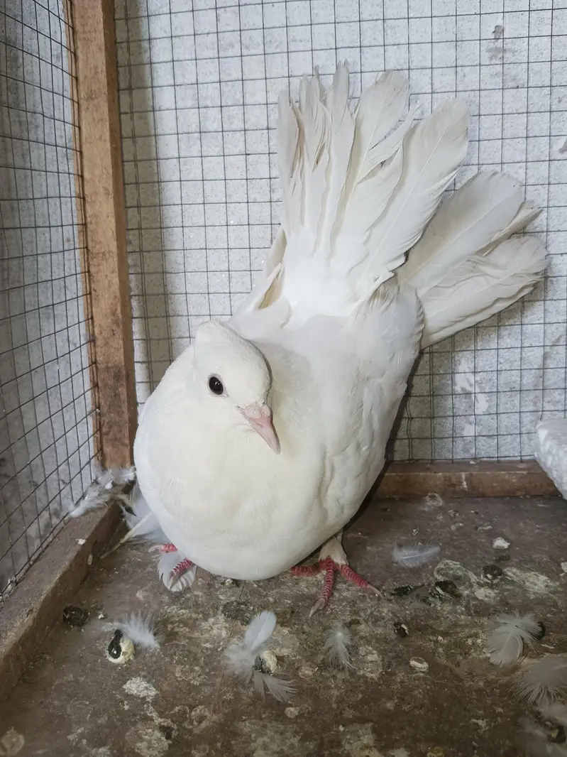 American white pigeon — photo 4