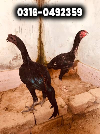 Aseel Shamo | Dragon Aseel | Aseel Murga