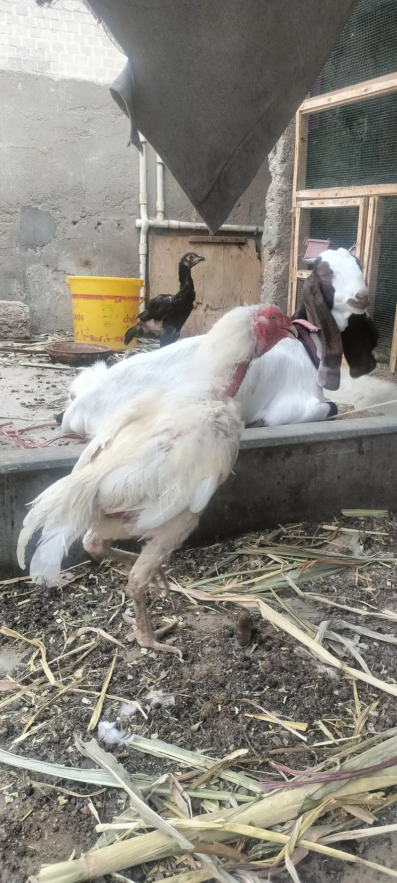 heera peir and khaki peir — photo 2