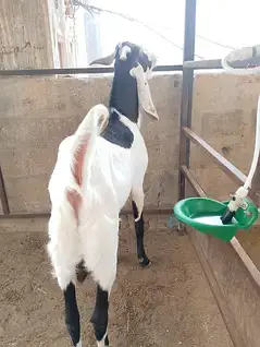 gulabi bakri breeder Bakra — photo 4