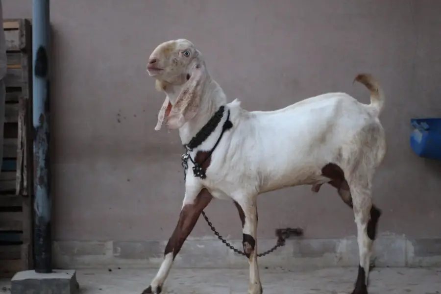 gulabi rajan pori Bakra/Bakra/Goat/desi bakra/بکرا/goat for sale — photo 2