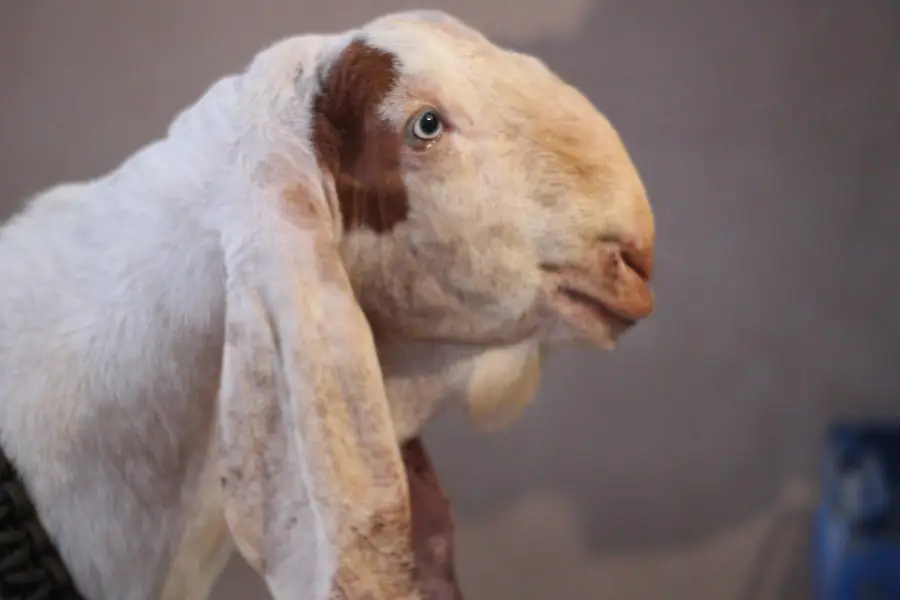 gulabi rajan pori Bakra/Bakra/Goat/desi bakra/بکرا/goat for sale — photo 3