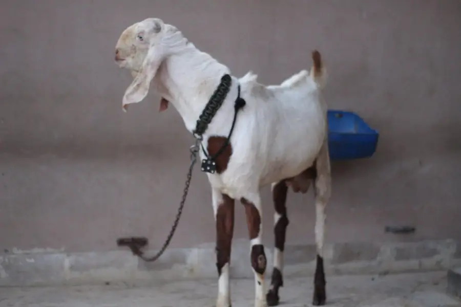 gulabi rajan pori Bakra/Bakra/Goat/desi bakra/بکرا/goat for sale — photo 4