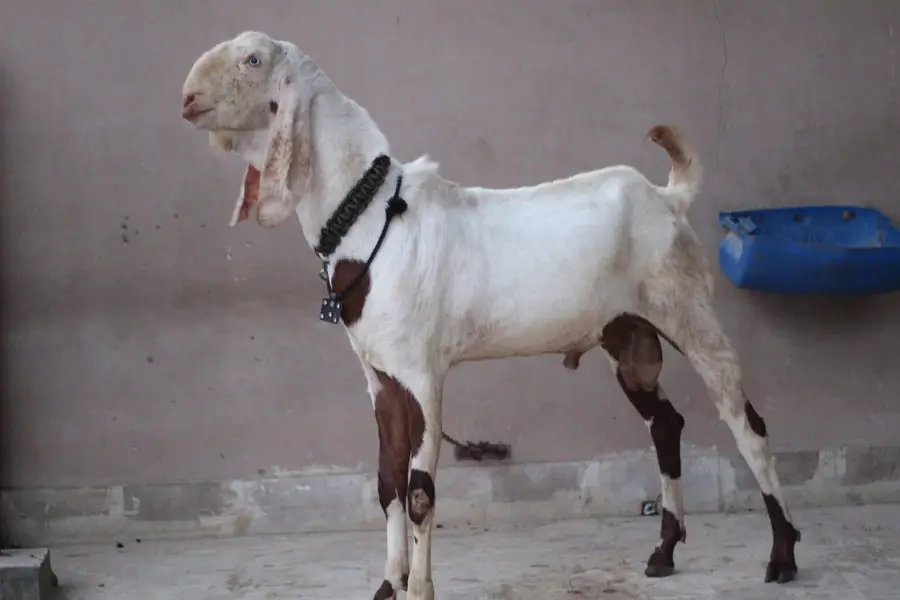 gulabi rajan pori Bakra/Bakra/Goat/desi bakra/بکرا/goat for sale — photo 5