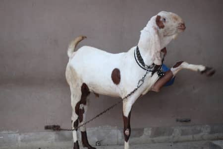 gulabi rajan pori Bakra/Bakra/Goat/desi bakra/بکرا/goat for sale