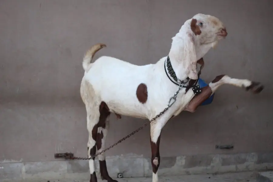 gulabi rajan pori Bakra/Bakra/Goat/desi bakra/بکرا/goat for sale — photo 6