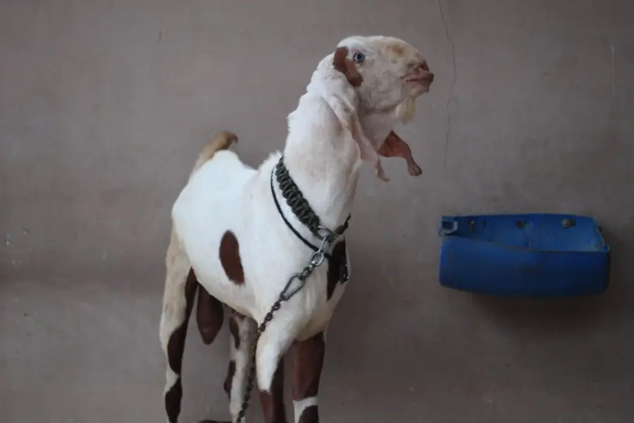 gulabi rajan pori Bakra/Bakra/Goat/desi bakra/بکرا/goat for sale — photo 7