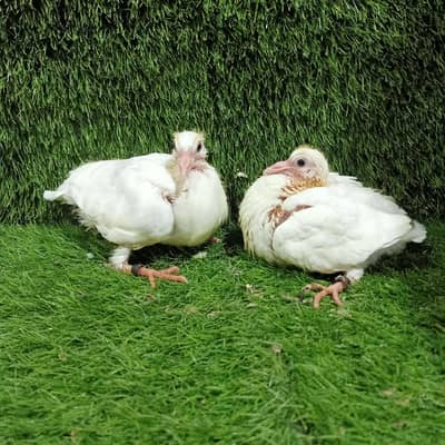 Paper white Qasad chicks pair For sale