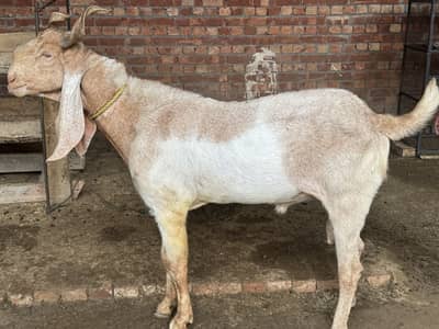 Kamori bakra 4 dant