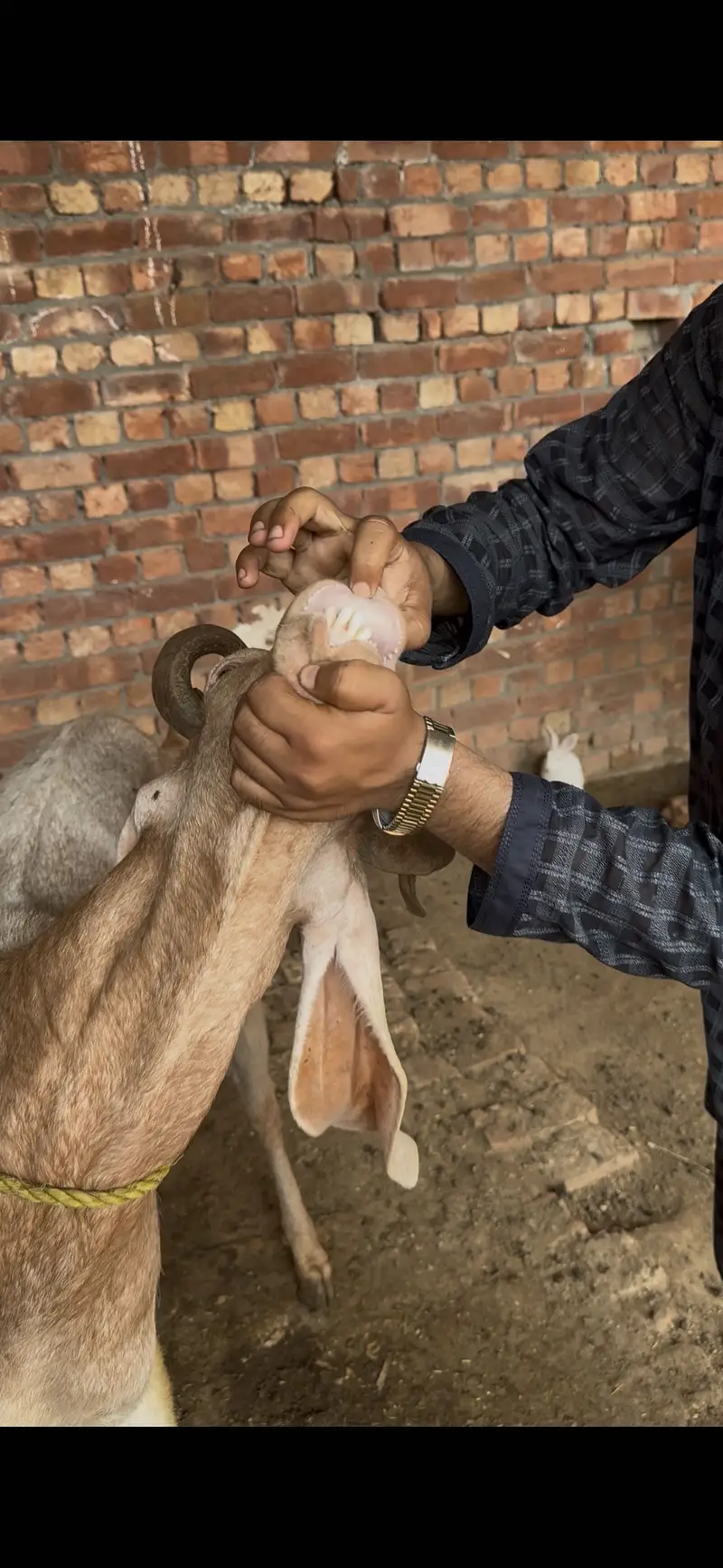 Kamori bakra 4 dant — photo 2