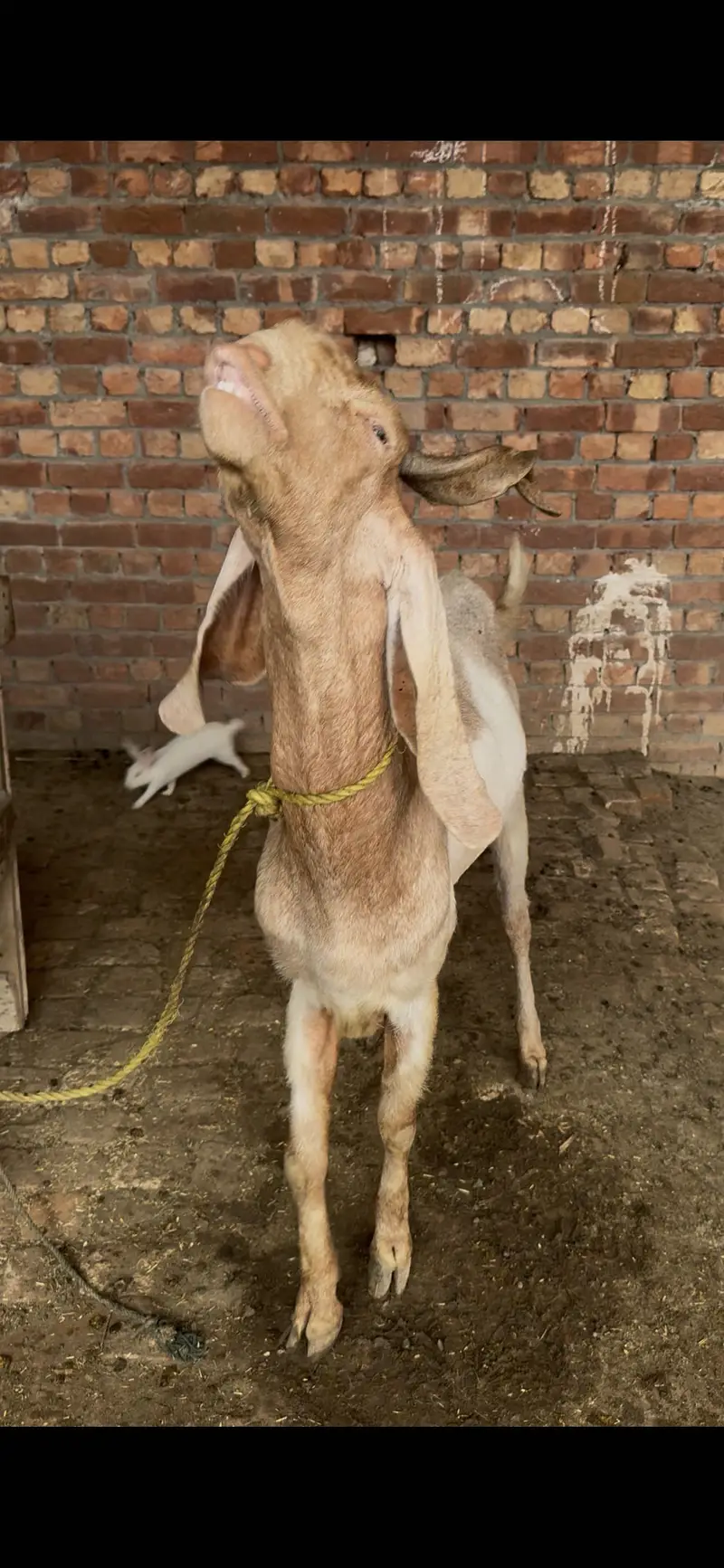 Kamori bakra 4 dant — photo 4