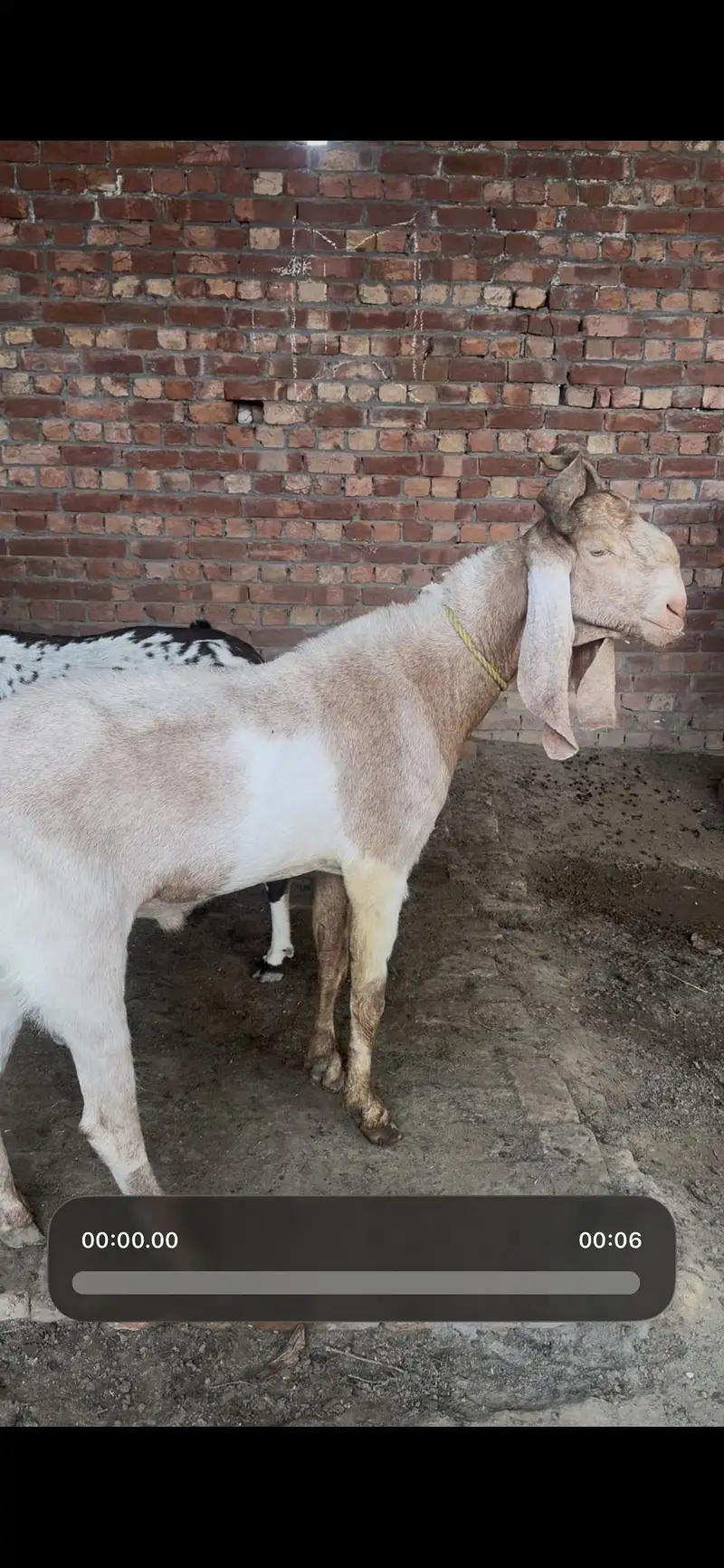 Kamori bakra 4 dant — photo 5