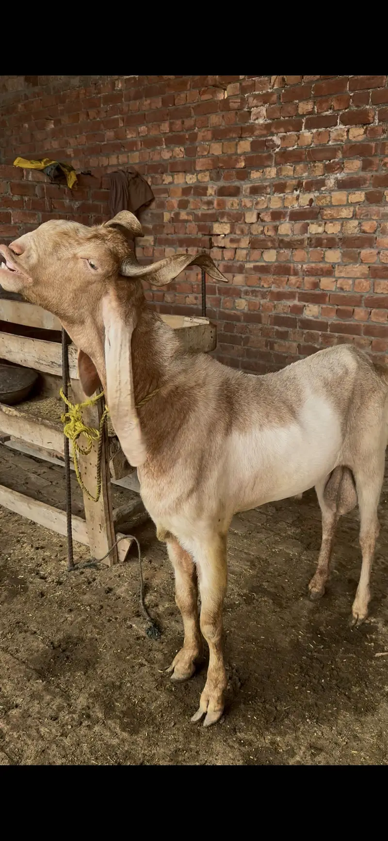 Kamori bakra 4 dant — photo 6