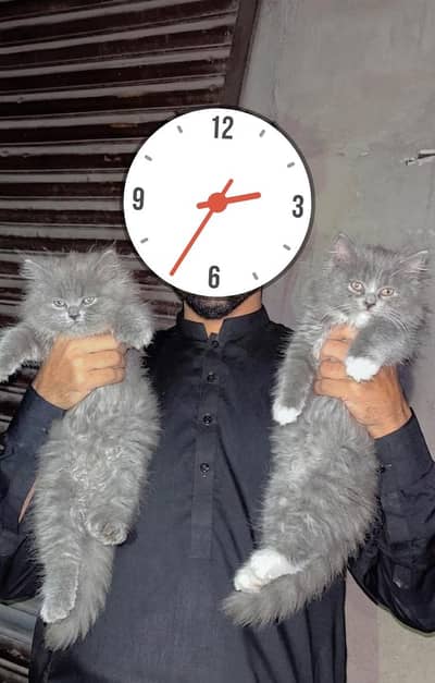 dono cat do mahine ki hai