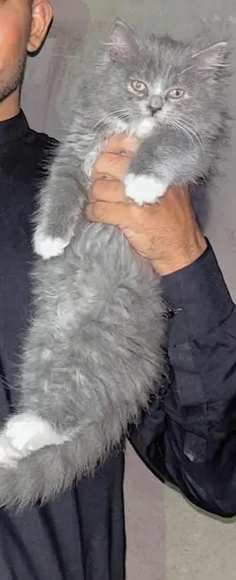 dono cat do mahine ki hai — photo 3