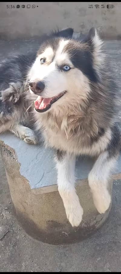 Siberian husky