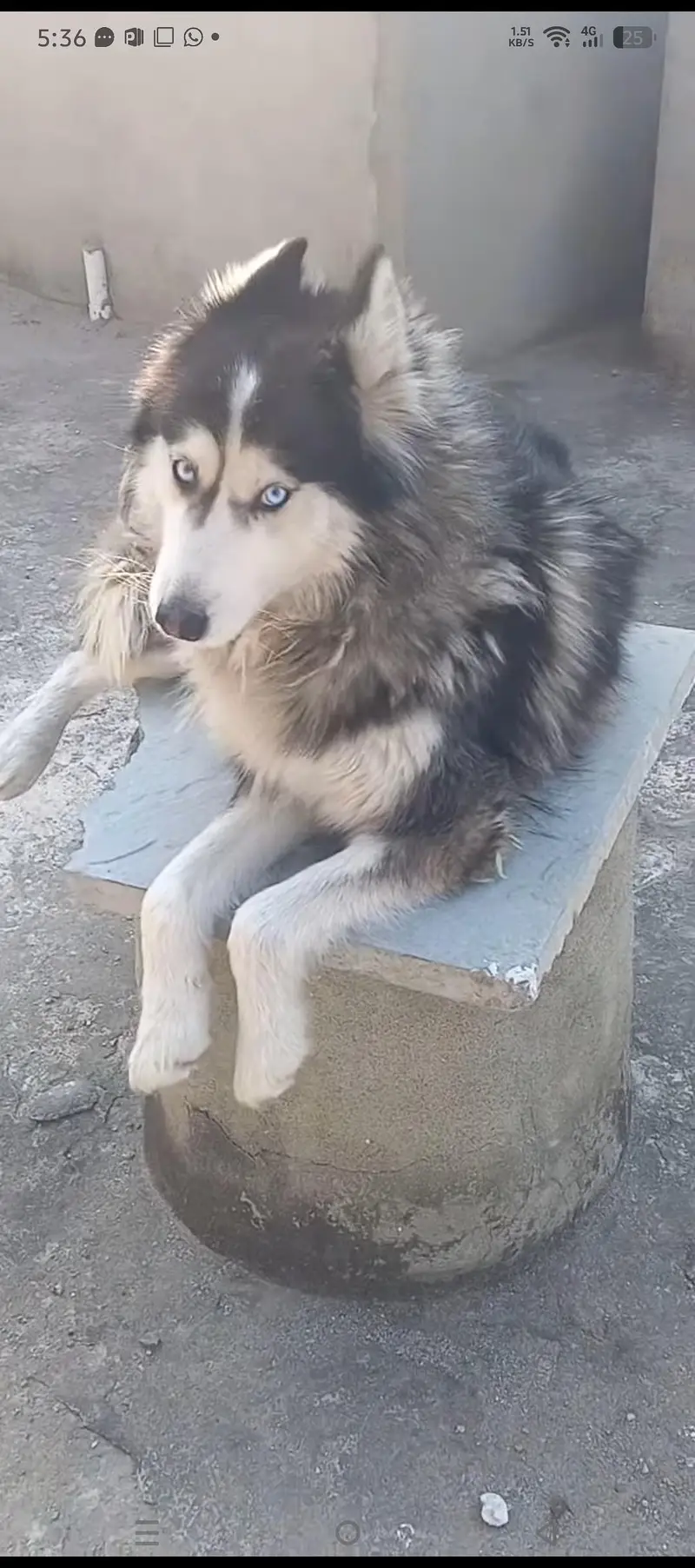Siberian husky — photo 2