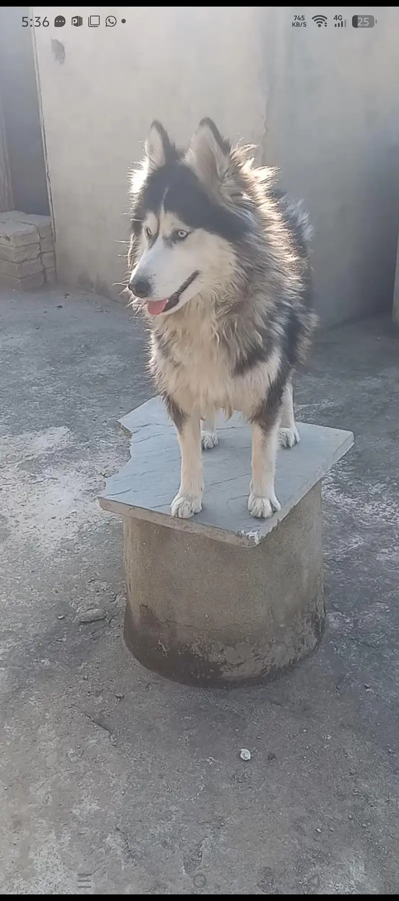 Siberian husky — photo 3