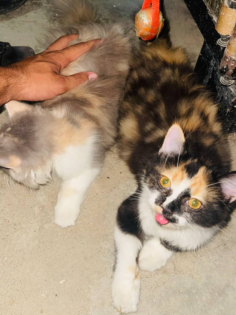 Persian cat triple code 0