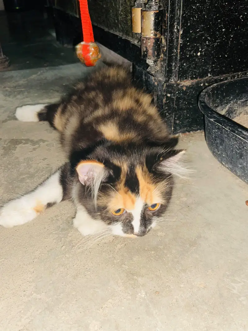 Persian cat triple code — photo 2