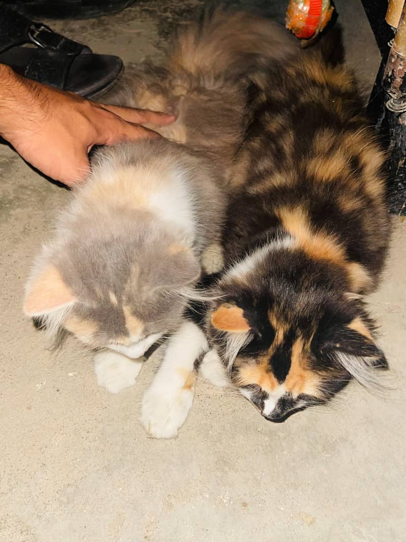 Persian cat triple code 2