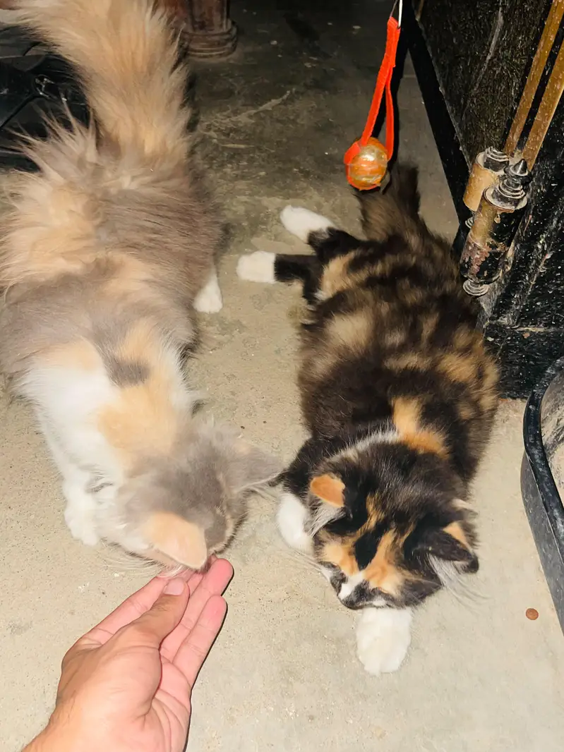 Persian cat triple code — photo 4