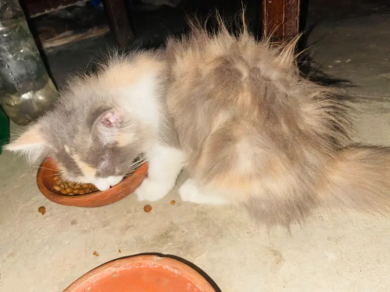 Persian cat triple code — photo 5