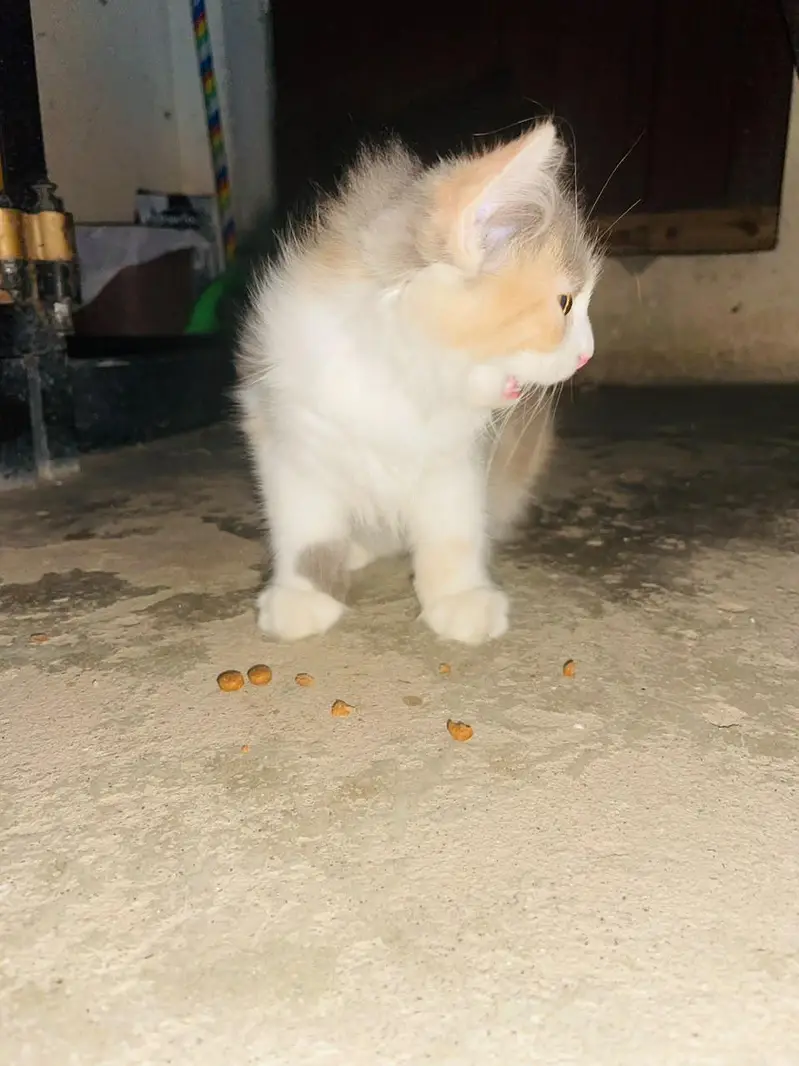 Persian cat triple code — photo 6