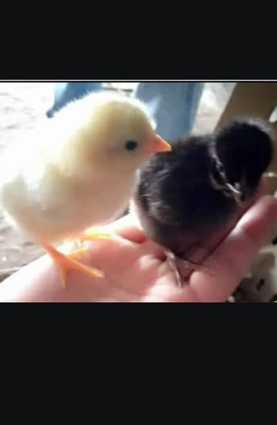golden misri fresh hens