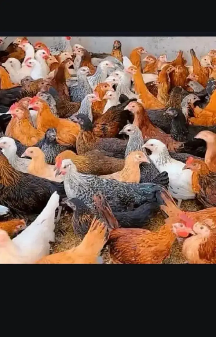golden misri fresh hens — photo 2