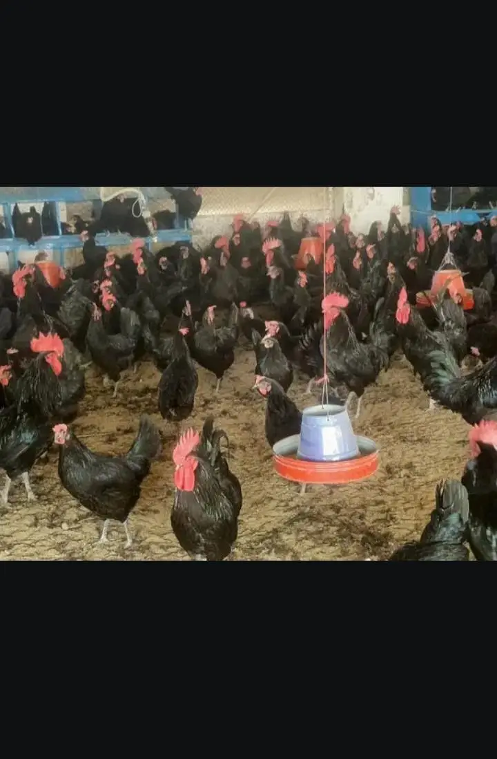 golden misri fresh hens — photo 3