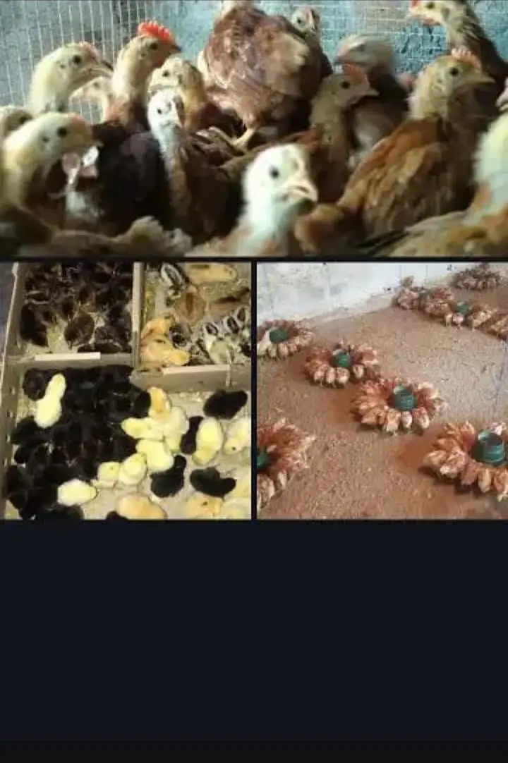 golden misri fresh hens — photo 4