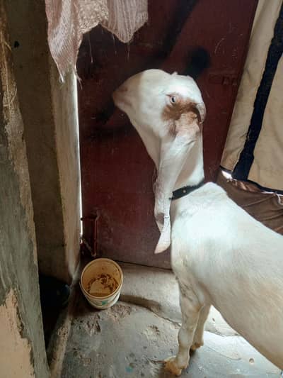 Rajanpuri Bakri For sale