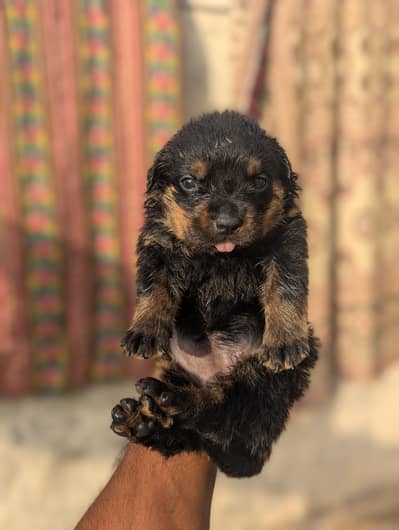 Rottweiler dog puppy heavy bleed line