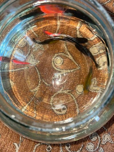6 Fish 2 golden 2 black. 2 pink