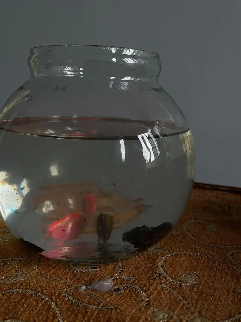 6 Fish 2 golden 2 black. 2 pink — photo 2